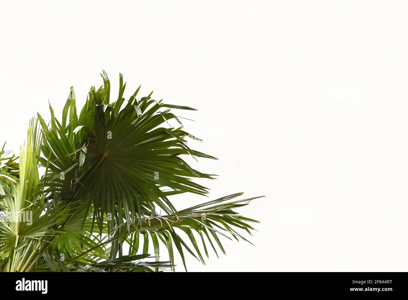 Palmenblätter auf weißem Hintergrund eines bewölkten Himmels. Horizontaler Sommer natürlicher Hintergrund. Konzept tropisches Design mit grünen Blättern. Banner in Neutralstellung Stockfoto