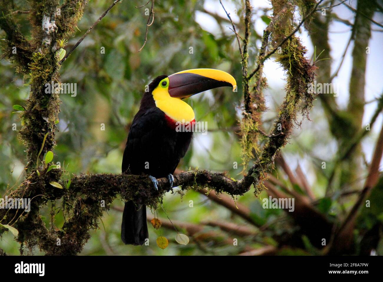 Gelbrust- oder kastanienbedornter Tukan an einem Zweig im Regenwald von Mindo, Ecuador Stockfoto