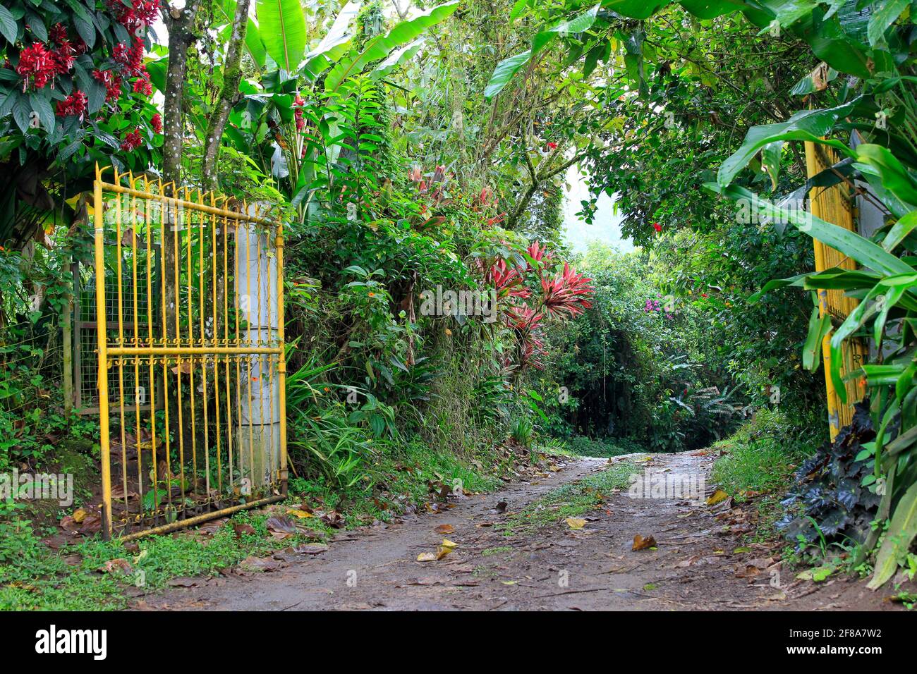 Gelbes Tor und Pfad durch dichtes grünes Laub mit bunten Blumen in Mindo, Ecuador Stockfoto