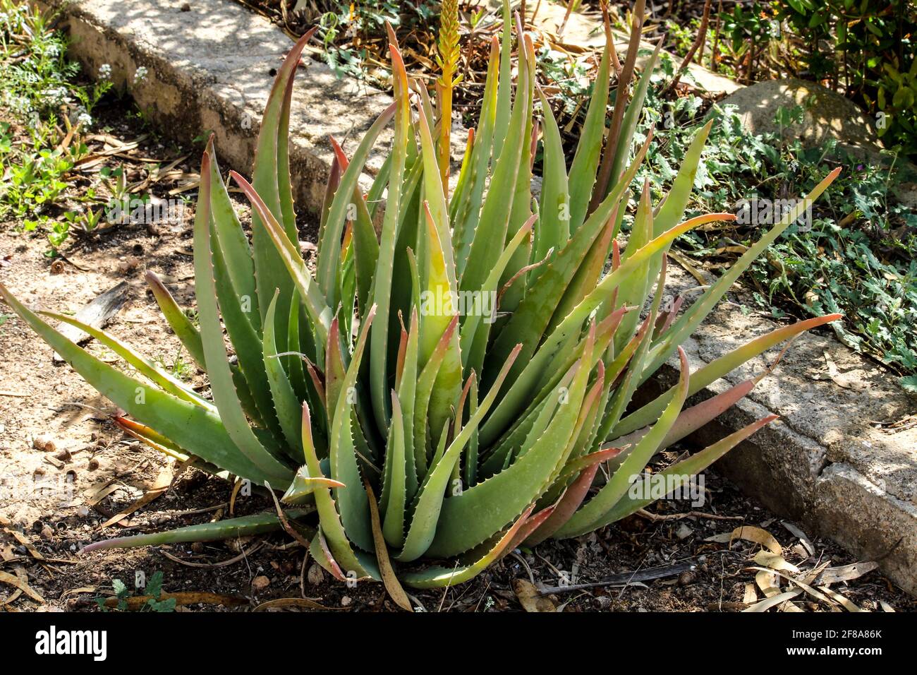 Schöne und reife Aloe Vera Pflanze im Garten unter Die Sonne  Stockfotografie - Alamy