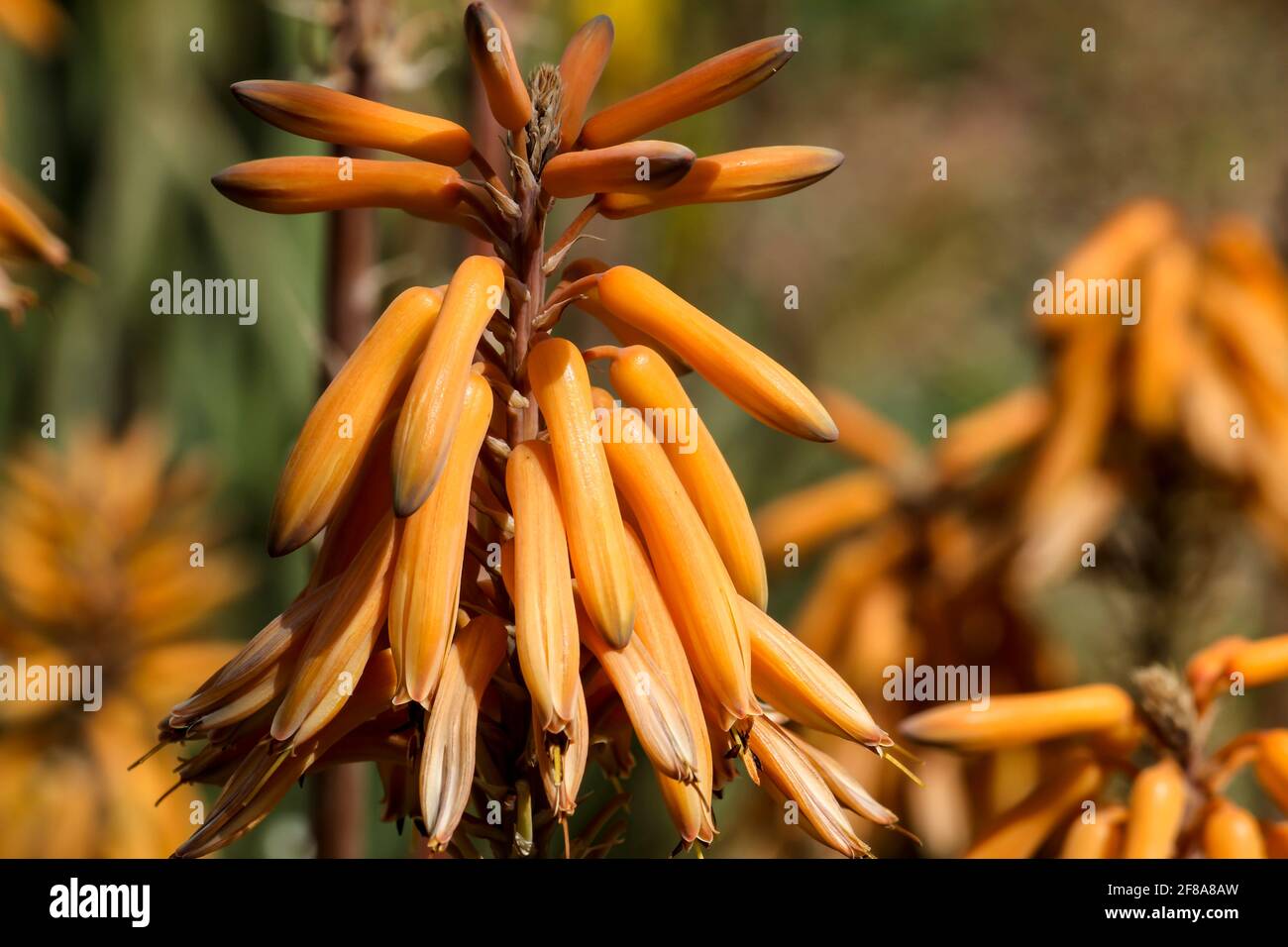 Schne und reife Aloe Vera Pflanze im Garten unter Die Sonne  Stockfotografie - Alamy