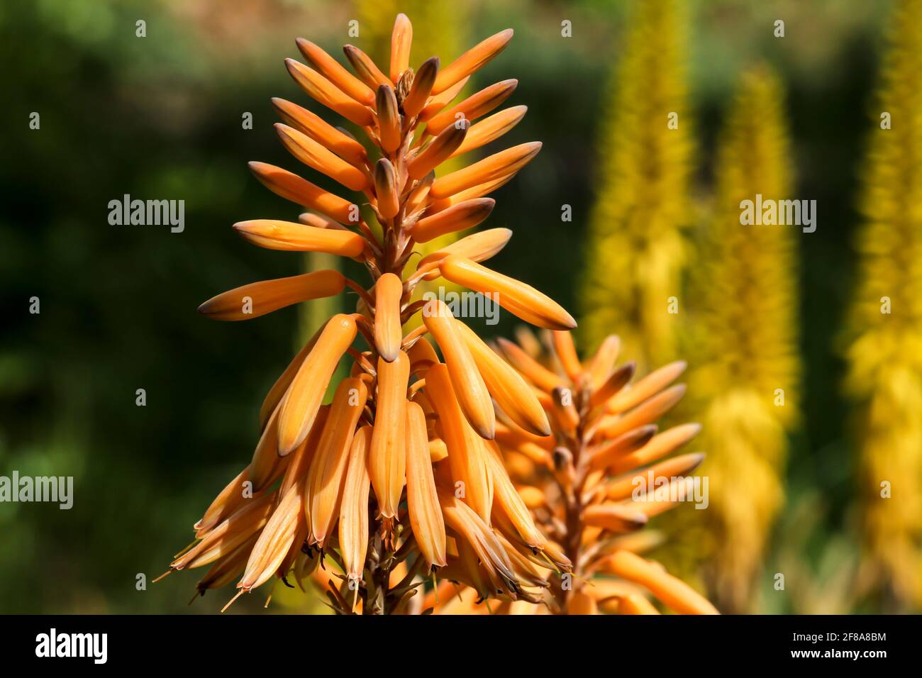 blauregen baum kaufen Japanischer Blauregen | kaufen main image 1