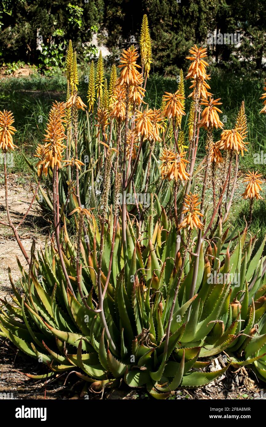 Schne und reife Aloe Vera Pflanze im Garten unter Die Sonne  Stockfotografie - Alamy