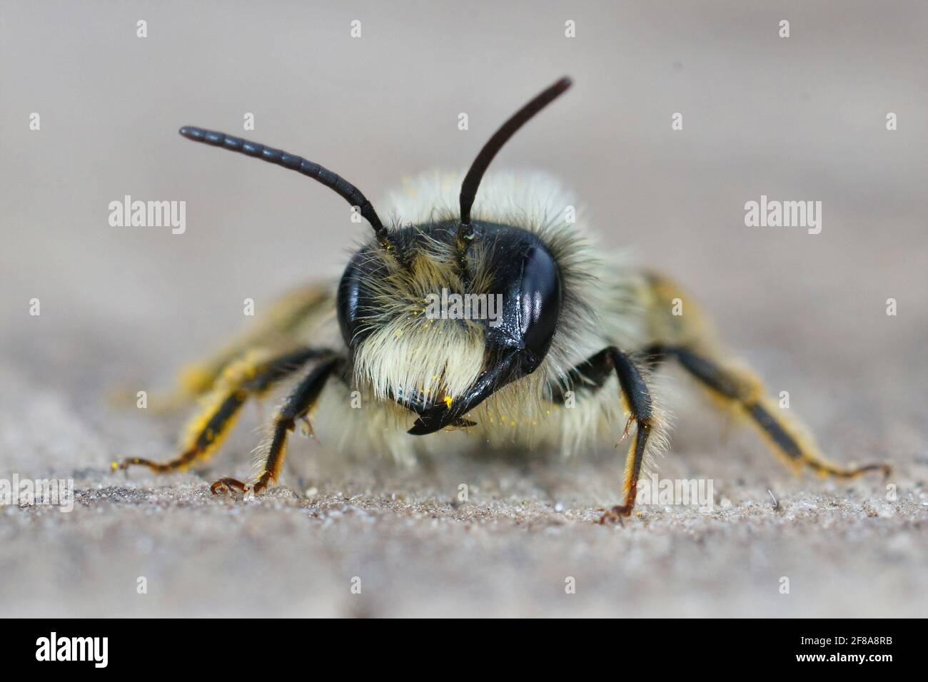 Frontale Makroaufnahme einer männlichen graurückigen Bergbaubiene (Andrena Launen) Stockfoto