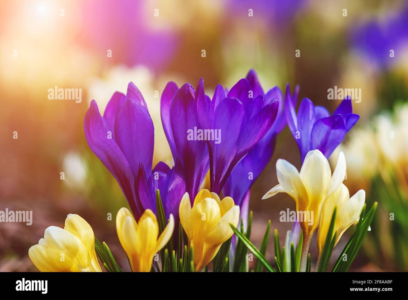 Krokus blüht in der Sonne, helle Frühlingsblumen Hintergrund Stockfoto