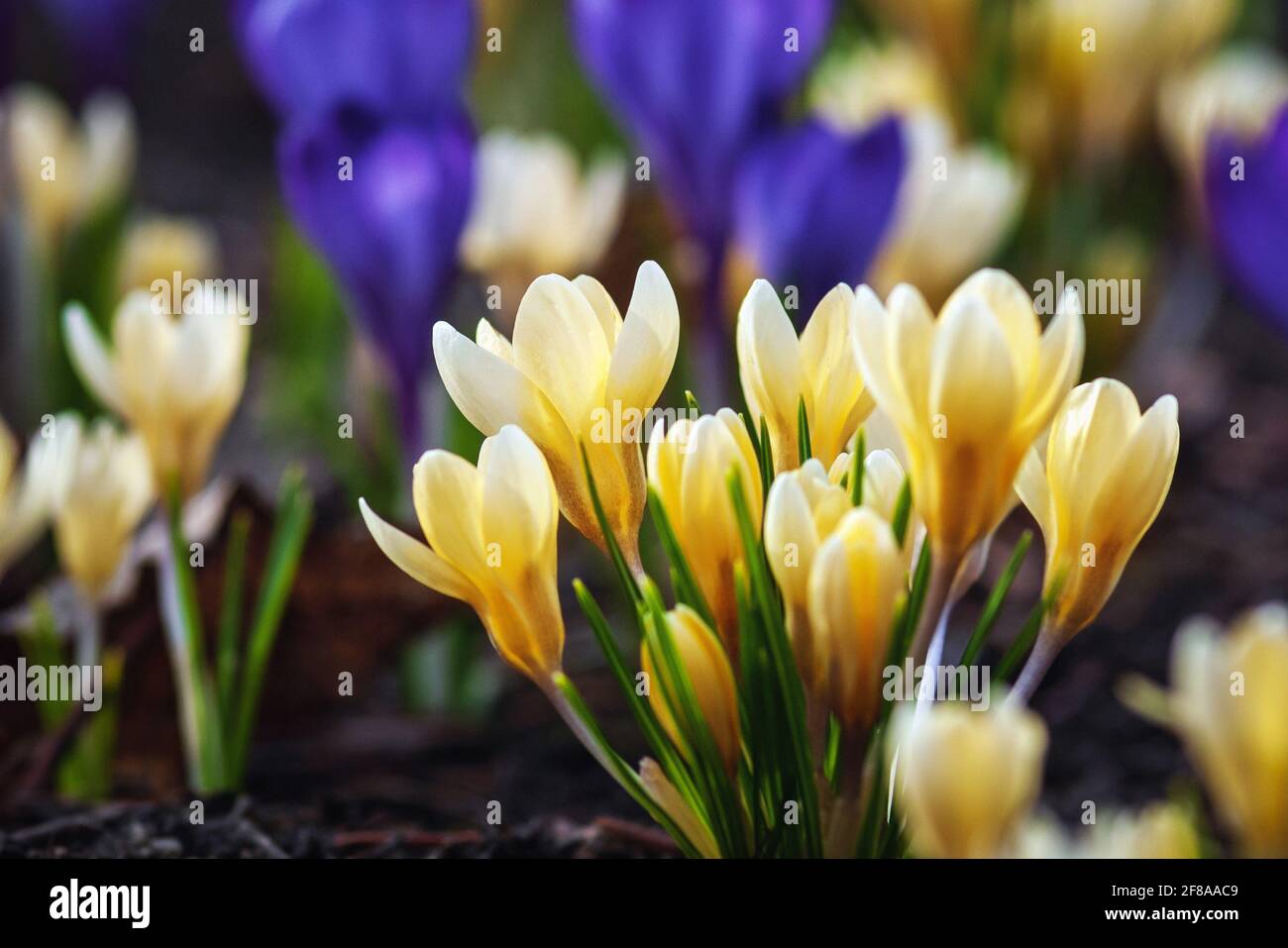 Golden Crocus, Crocus chrysanthus - gelbe und blaue Krokusblüten, die im frühen Frühjahr blühen Stockfoto