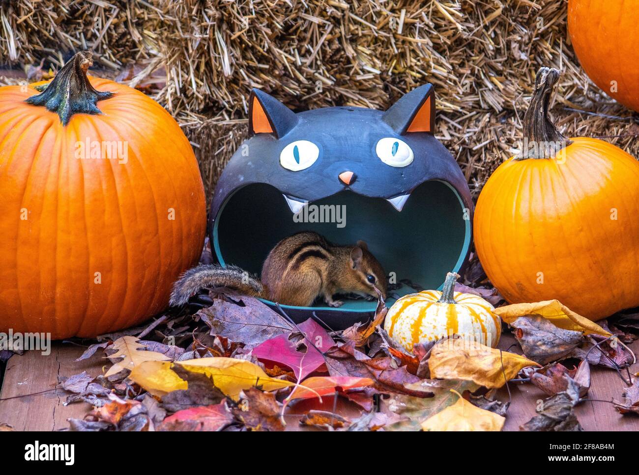 Chipmunk frisst Samen aus einem gespenstischen Keramikkatzenkopf In einer halloween-Ausstellung Stockfoto