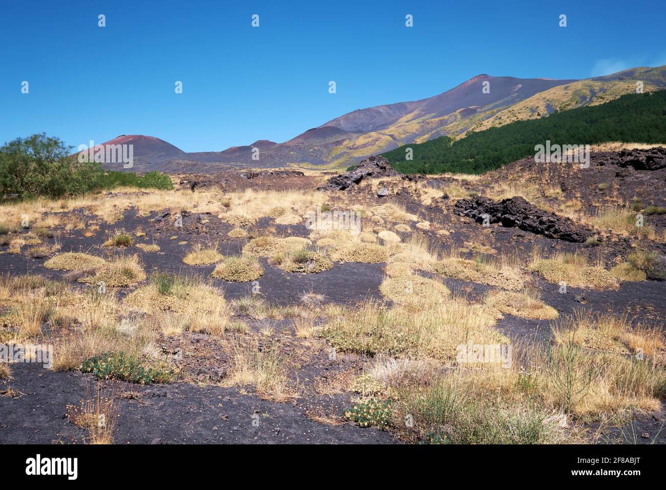 Der Ätna in Sizilien bei Catania, der höchste aktive Vulkan Europas in Italien. Trockenes gelbes Gras. Stockfoto