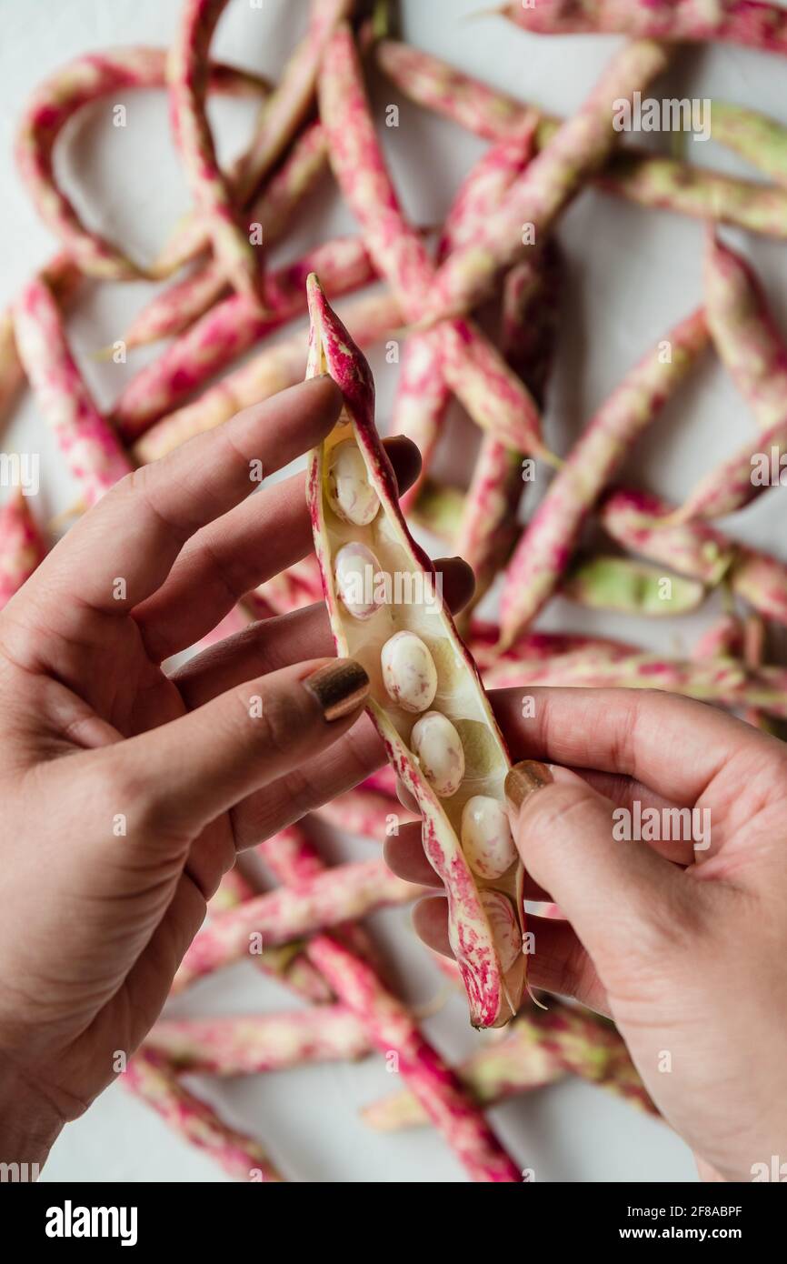 Die Hände der Frau, die sich in der Hand hielt, schälten Cranberry Borlotti Shell Bean, um sie zu sehen Einzelne Bohnen Im Inneren Stockfoto