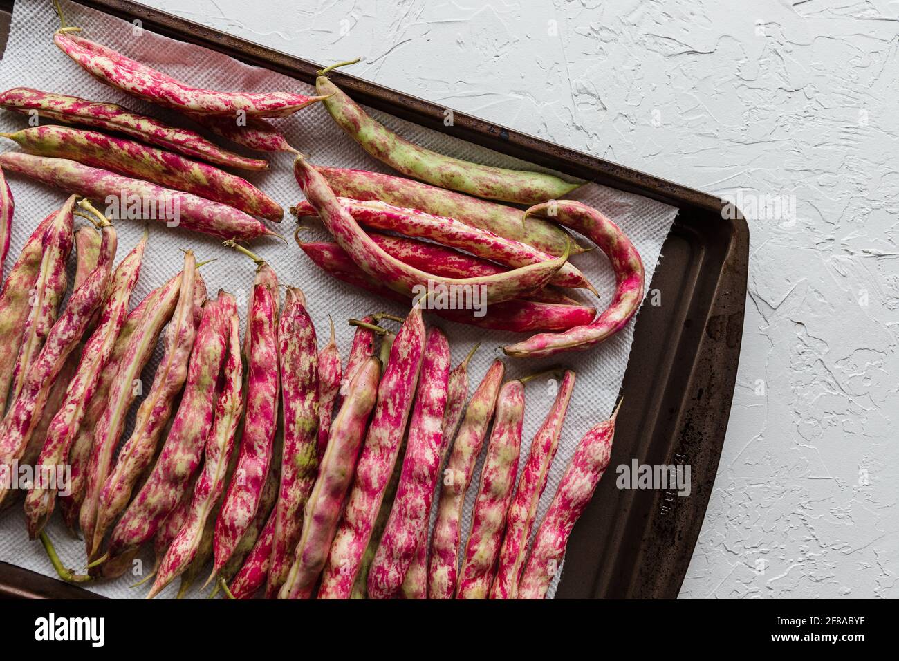 Bunte Cranberry Borlotti Schalen Bohnen Trocknen auf Cookie Blatt auf Weißer Hintergrund Stockfoto