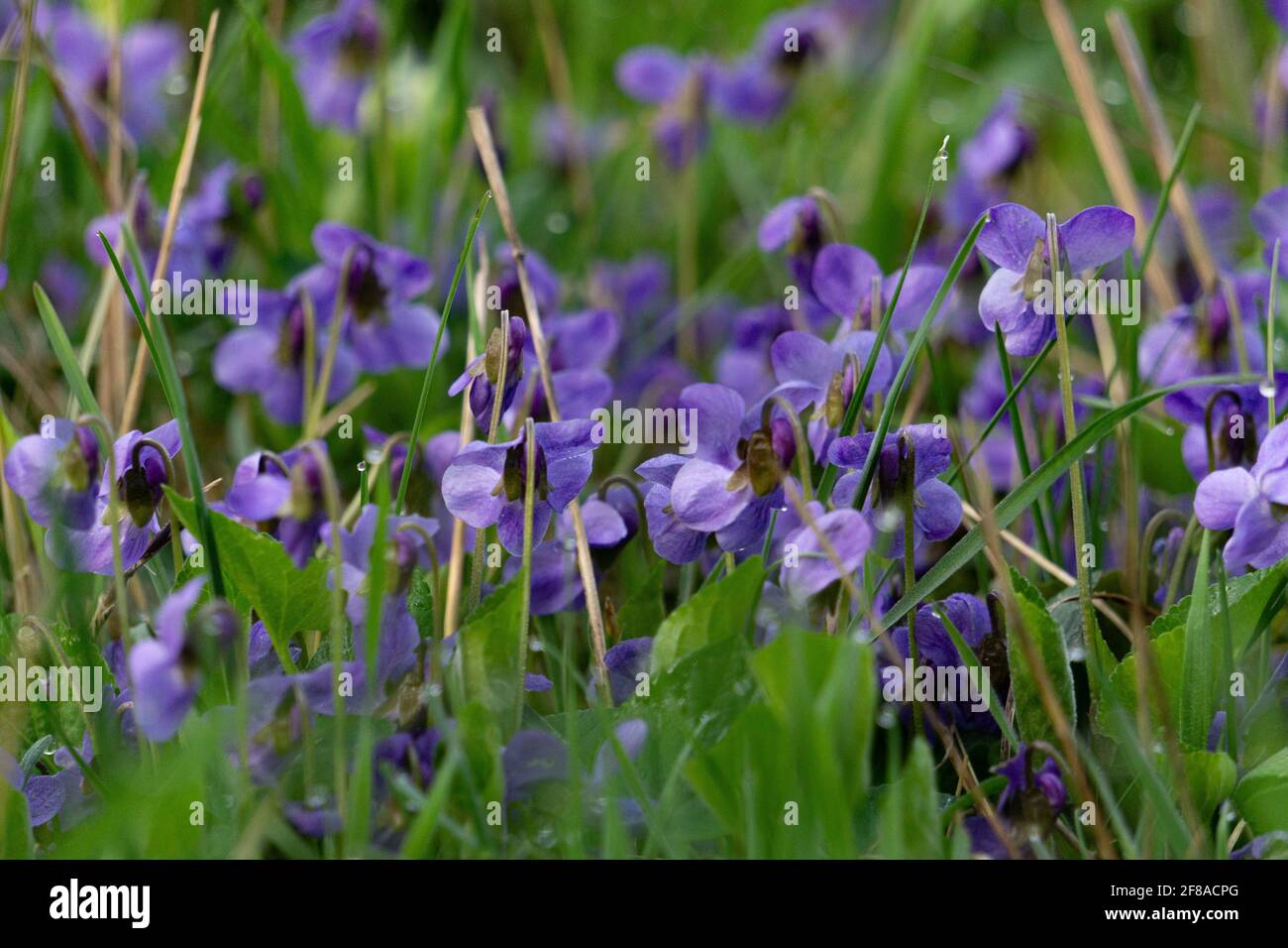 Pansy Veilchen, Frühling blüht. Nahaufnahme Stockfoto