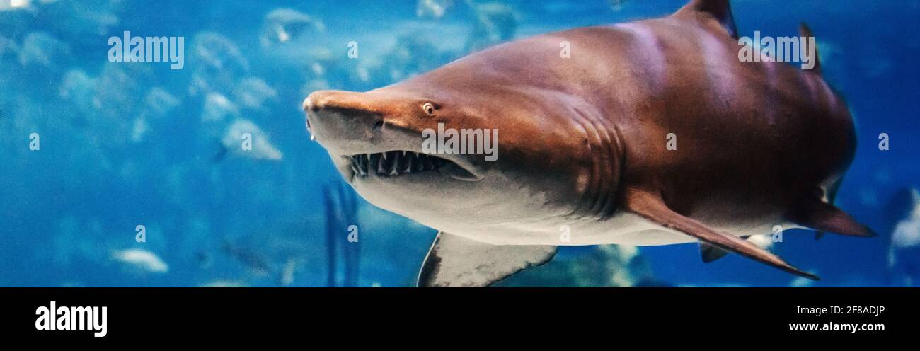 Riesiger unheimlicher Hai mit scharfen Zähnen unter Wasser im Aquarium. Meer Ozean marine Tierwelt Raubtier, gefährliche Tiere schwimmen in blauem Wasser. Wasser Natur Stockfoto