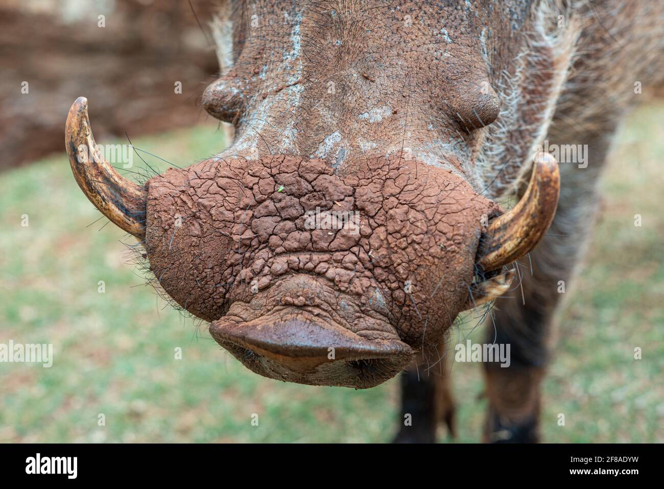 Warzenschwein Schnauze und Stoßzähne Stockfoto