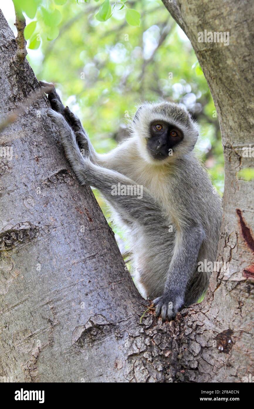 Vervet Affe sitzt im Baum im Pilanesberg National Park, Südafrika Stockfoto