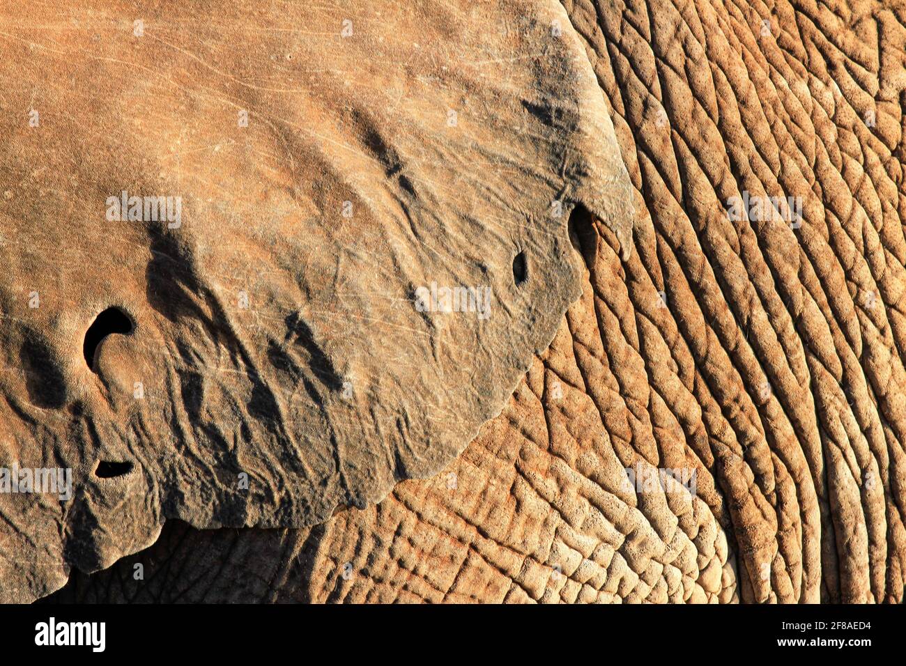 Nahaufnahme Textur von Elefantenohr und Haut im Süden Afrika Stockfoto