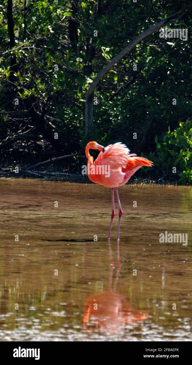 Galapagos Flamingo (Phoenicopterus Ruber), die in einem Salzsee auf der Insel Floreana, Galapagos, Ecuador, aufgehen Stockfoto