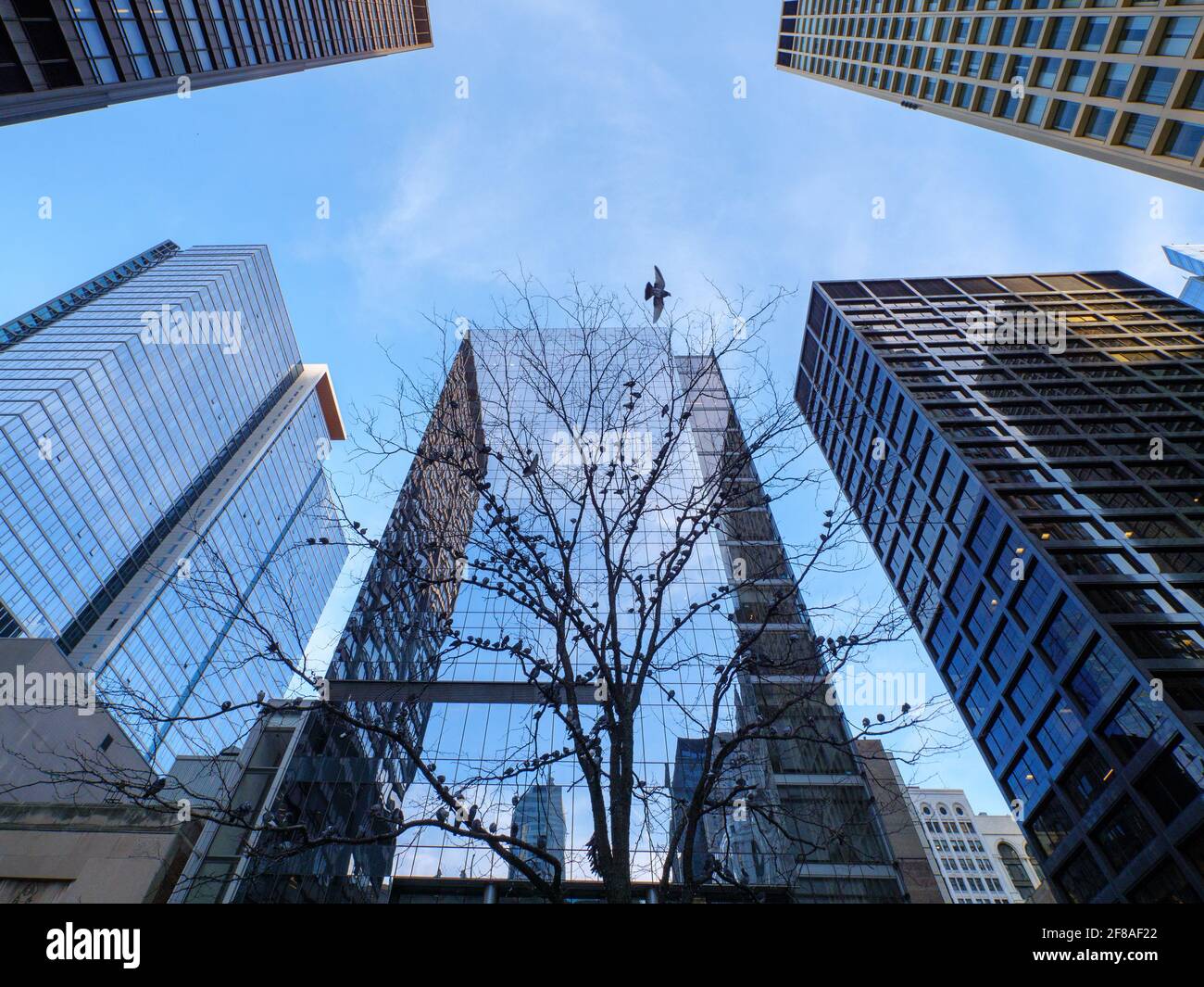 Tauben im Baum. Daley Plaza Chicago Illinois. Stockfoto