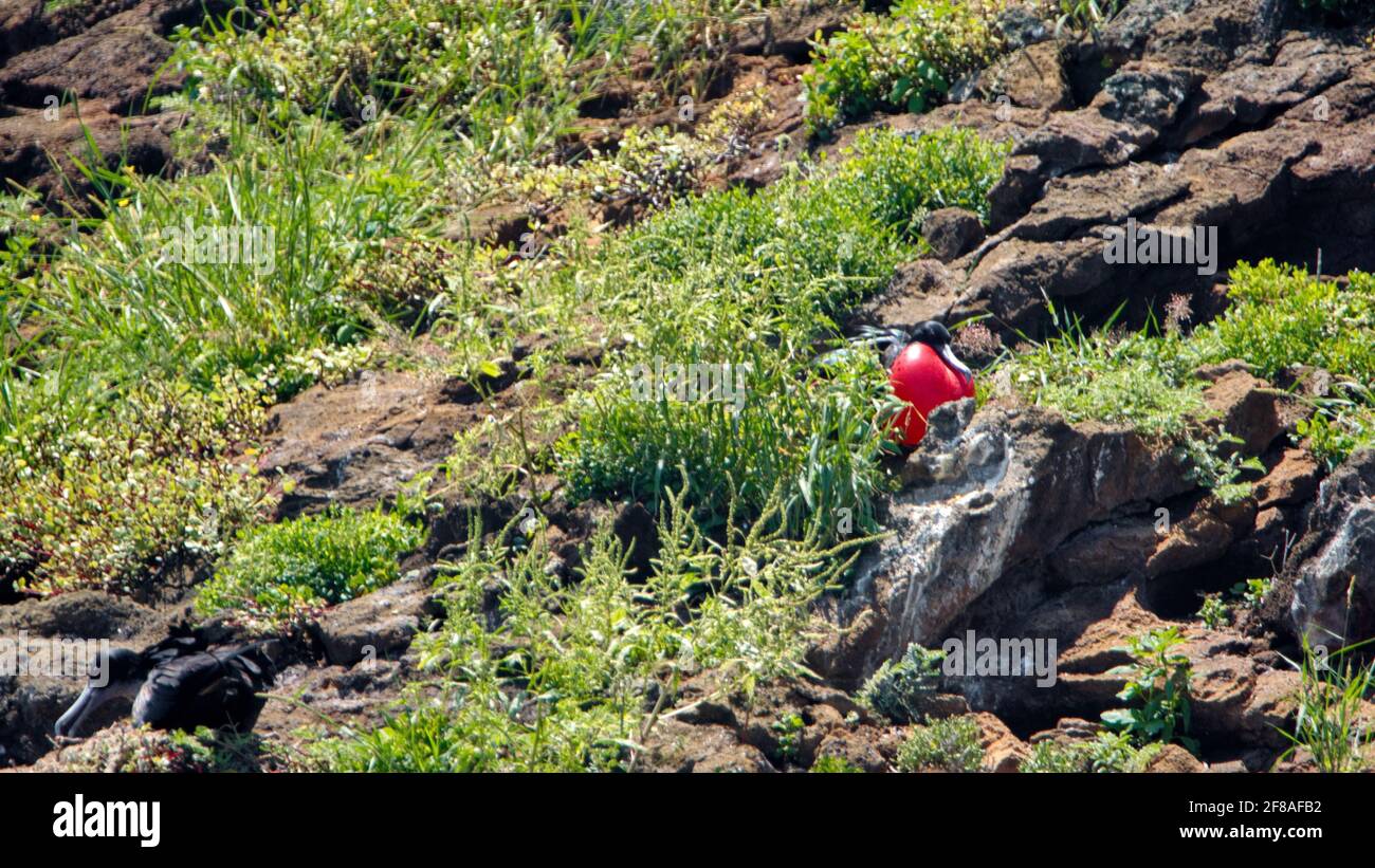Männlicher prächtiger Fregattebird (Fregata magnificens) mit seinem roten Halsbeutel, aufgeblasen, um einen Partner auf einer kleinen, kargen Insel in den Galapagos anzuziehen Stockfoto