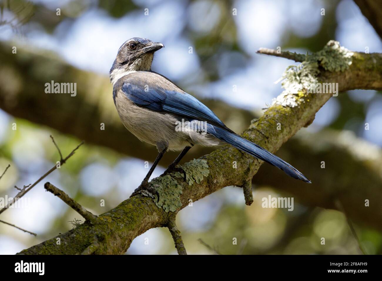 California Scrub-Jay Erwachsener thront auf einem Baumzweig. Santa Clara County, Kalifornien, USA. Stockfoto