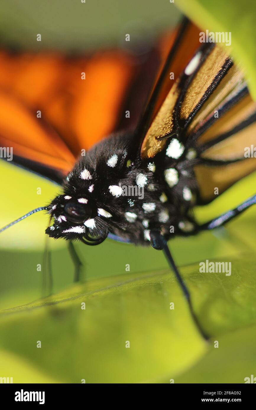 Makrobild von Kopf und Körper des Monarch-Schmetterlings Stockfoto