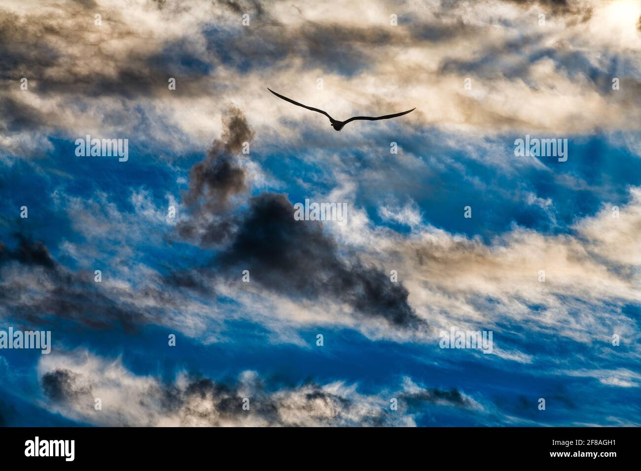 Ein einziger Vogel reist zwischen Dunkel und Licht Stockfoto