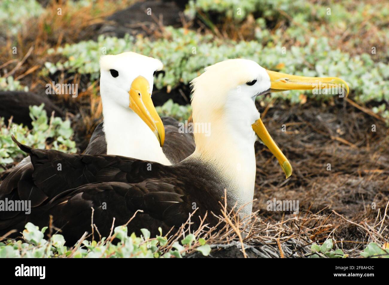 Gewellter Albatross-Vogel Stockfoto