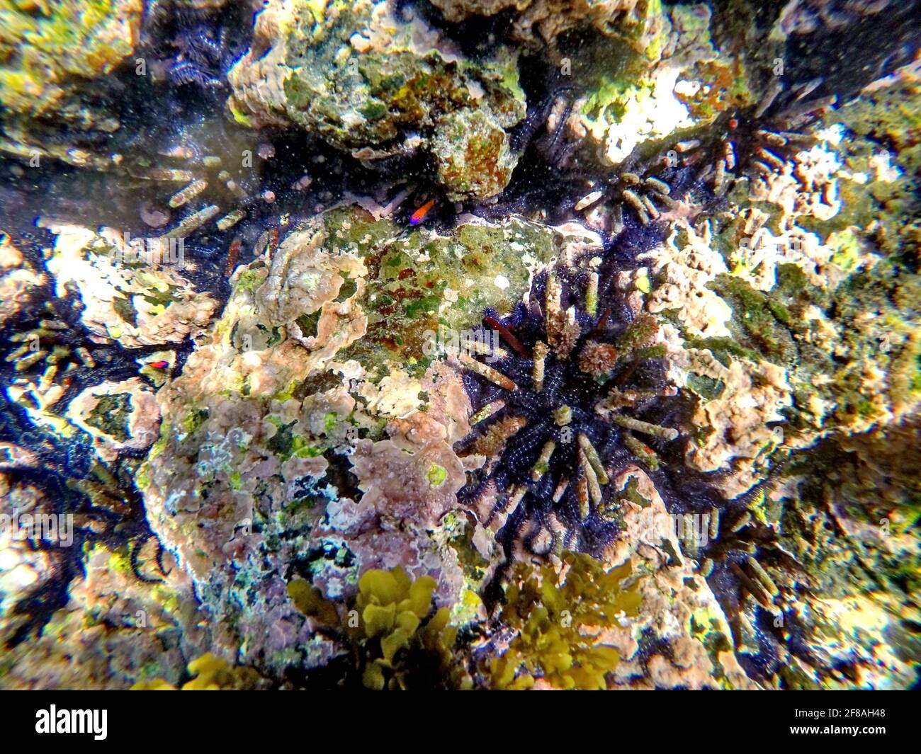 Schule von kleinen orangefarbenen Fischen, die über einem Bleistifteigel in Punta Morena, Isabela Island, Galapagos, Ecuador schwimmen Stockfoto