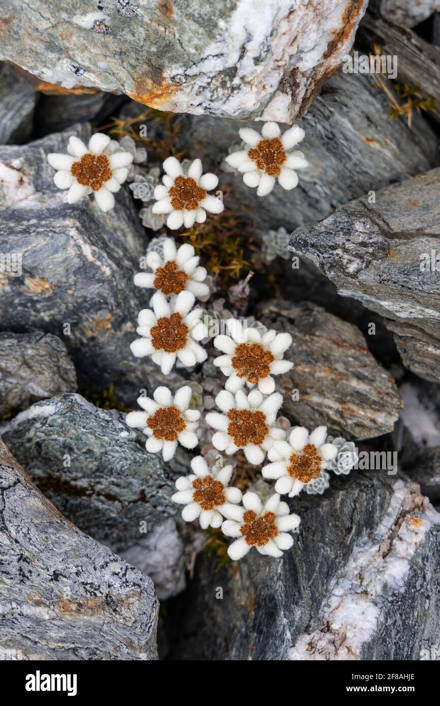 Alpenblumen, Neuseeland Stockfoto