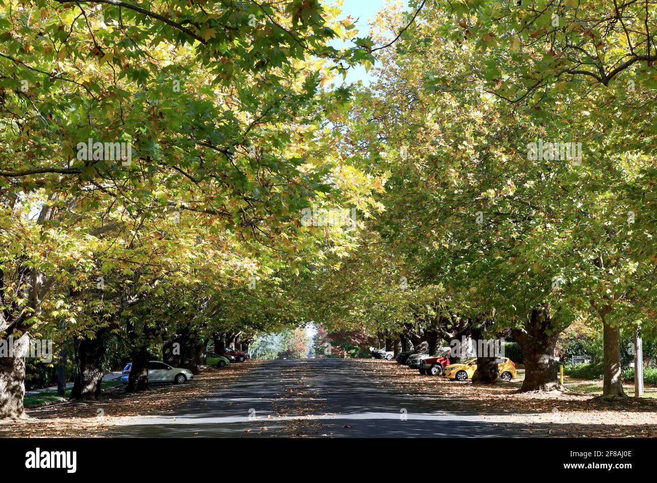 Eine breite, grüne Straße mit Herbstfarben in der Regionalstadt Orange, NSW, Australien. Stockfoto