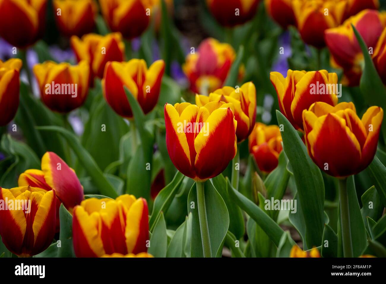 Wiese wird lebendig mit Frühlingtulips Stockfoto
