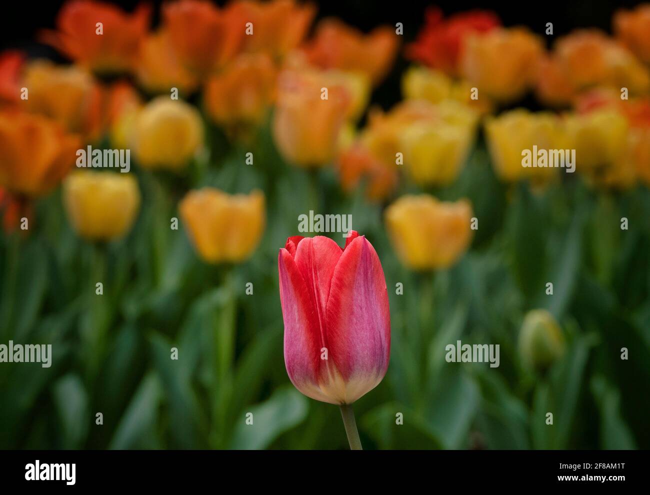 Wiese wird lebendig mit Frühlingtulips Stockfoto