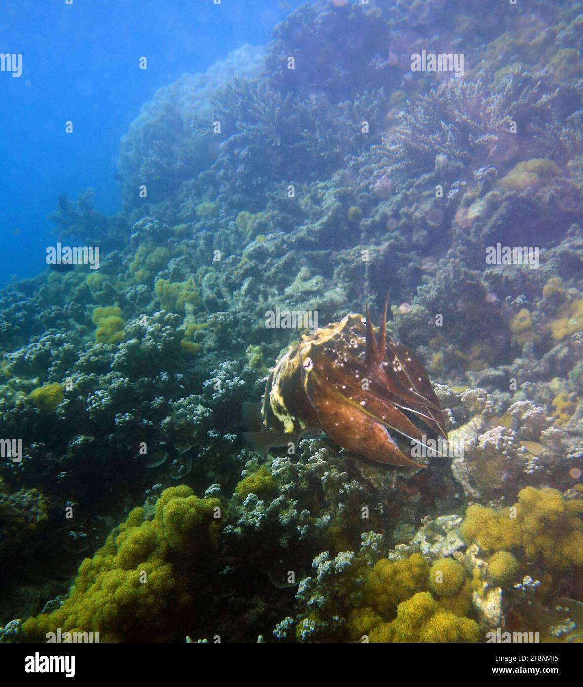Großer Breitclub-Tintenfisch (Sepia latimanus) unter Wasser auf Fitzroy Island, Great Barrier Reef Marine Park, in der Nähe von Cairns, Queensland, Australien Stockfoto