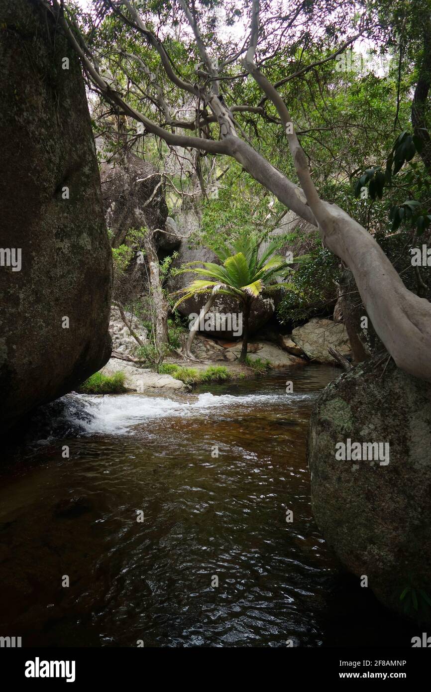 Palmen zwischen Felsen am Emerald Creek, in der Nähe von Mareeba, Atherton Tableland, Queensland, Australien Stockfoto