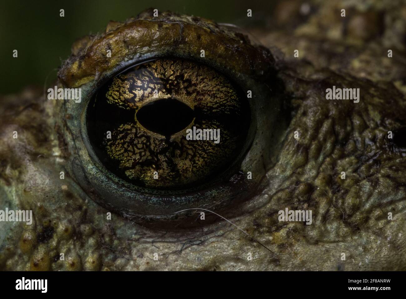 Ein Makrobild einer Westkröte (Anaxyrus boreas), das Details und Muster des Amphibienauges zeigt. Stockfoto