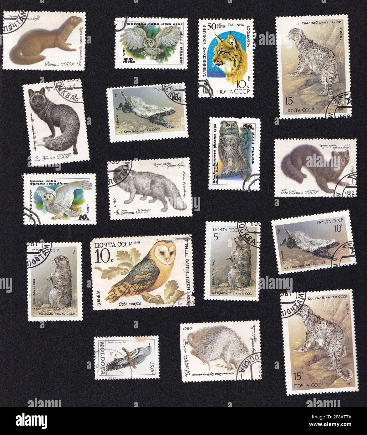 UdSSR - um 1980: Eine Serie von Briefmarken. Collage mit Fauna. Tiere, Vögel, Eulen. Zeichnung auf einem alten Stempel. Wildes Tier auf Briefmarken. Stockfoto