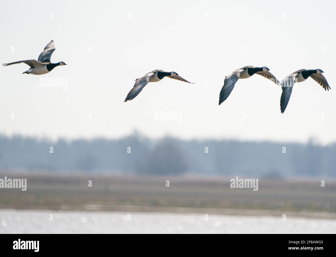 Vier Gänse fliegen vorbei, über dem See. Blauer Himmel und Sonne Stockfoto