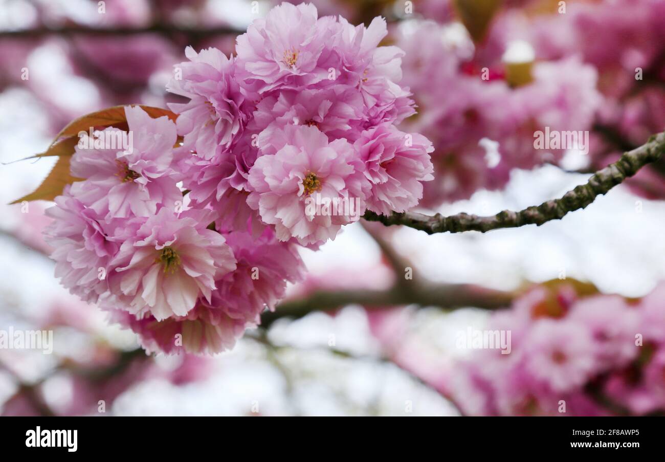 Kirschblüte in Kopenhagen dänemark Stockfoto