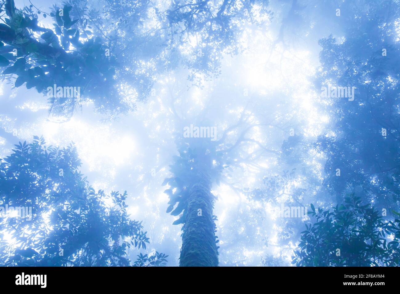 Bodenansicht des alten tropischen Waldes in blau nebliger, mystischer Form von wilden Bäumen in nebligen, Laubpflanzen, die im Stamm und in Ästen von Bäumen wachsen. Stockfoto