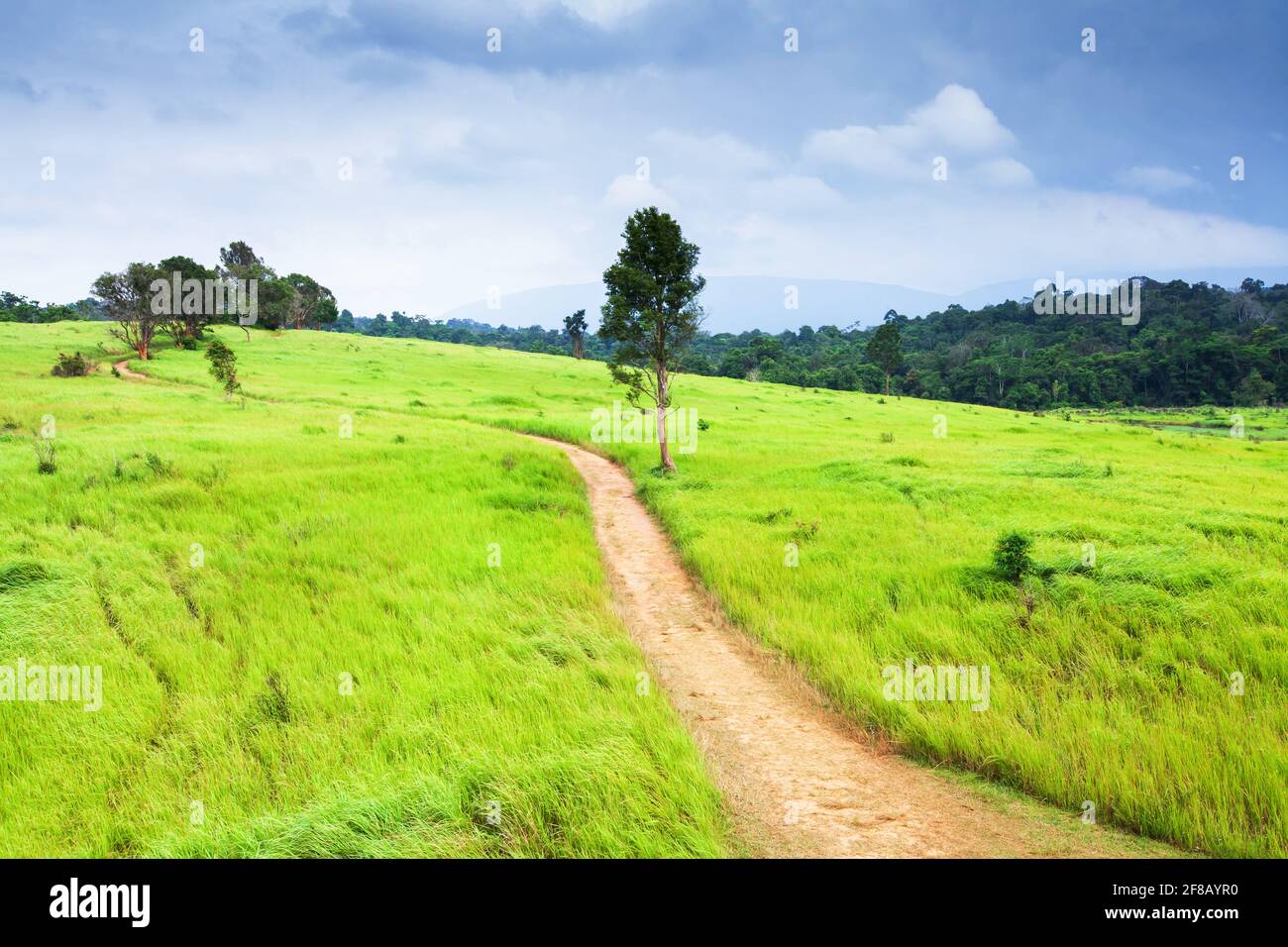 Luftaufnahme eines Feldweges auf dem grünen Grasland am Regenmorgen. Khao Yai National Park, Thailand, UNESCO-Weltkulturerbe. Stockfoto