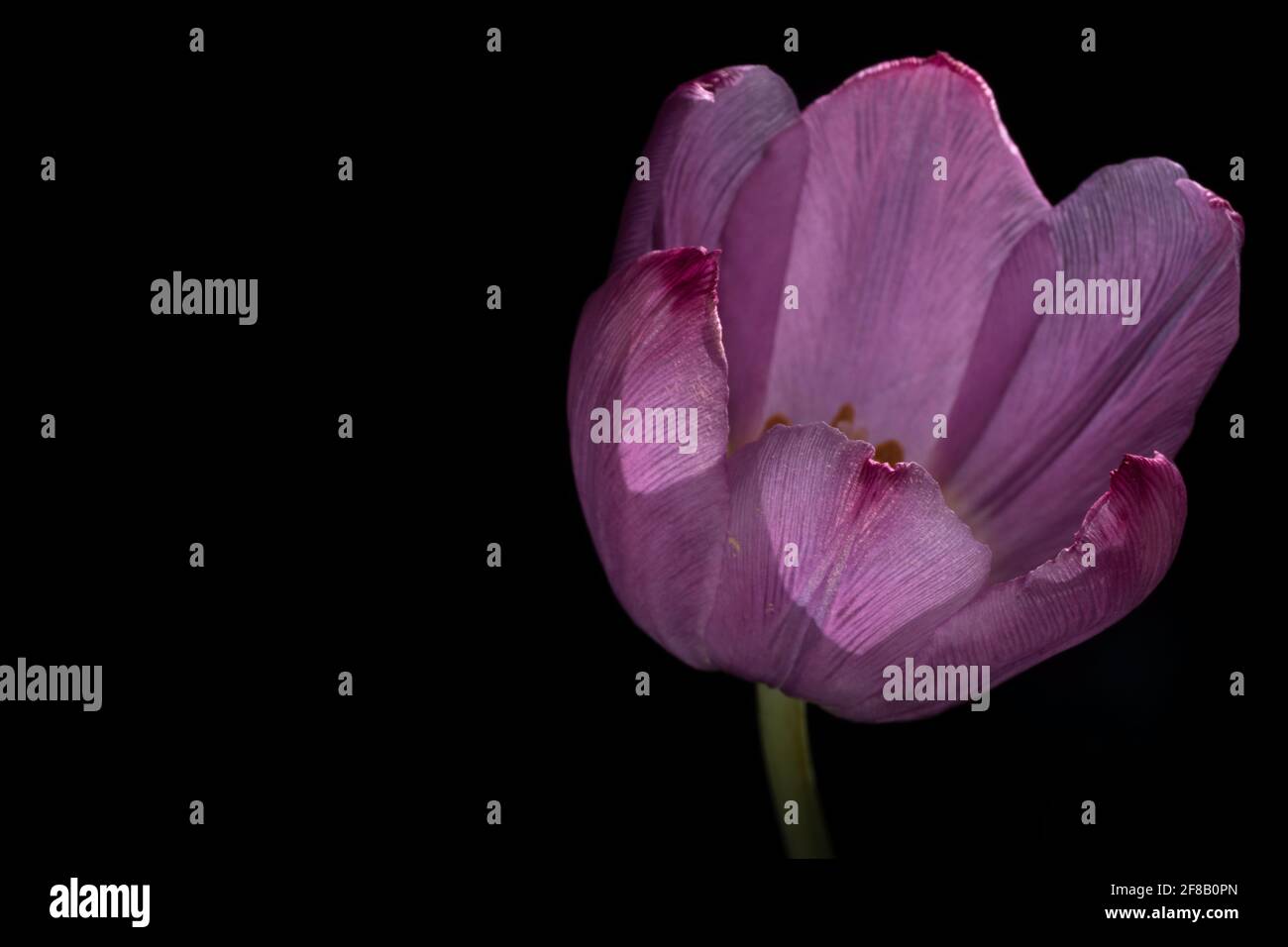 Wunderschön violette Tulpe steigt aus einem schwarzen Hintergrund. Konzentrieren Sie sich auf die Blütenblätter, enge Schärfentiefe. Vertikales Foto Stockfoto