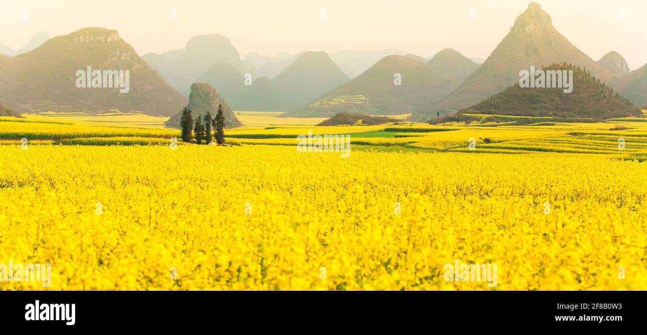 Farbenfrohe Landschaft mit Senfblumen Felder im Frühling, blühende gelbe Senfblumen im Tal bei Sonnenaufgang. Land in Südchina. Stockfoto