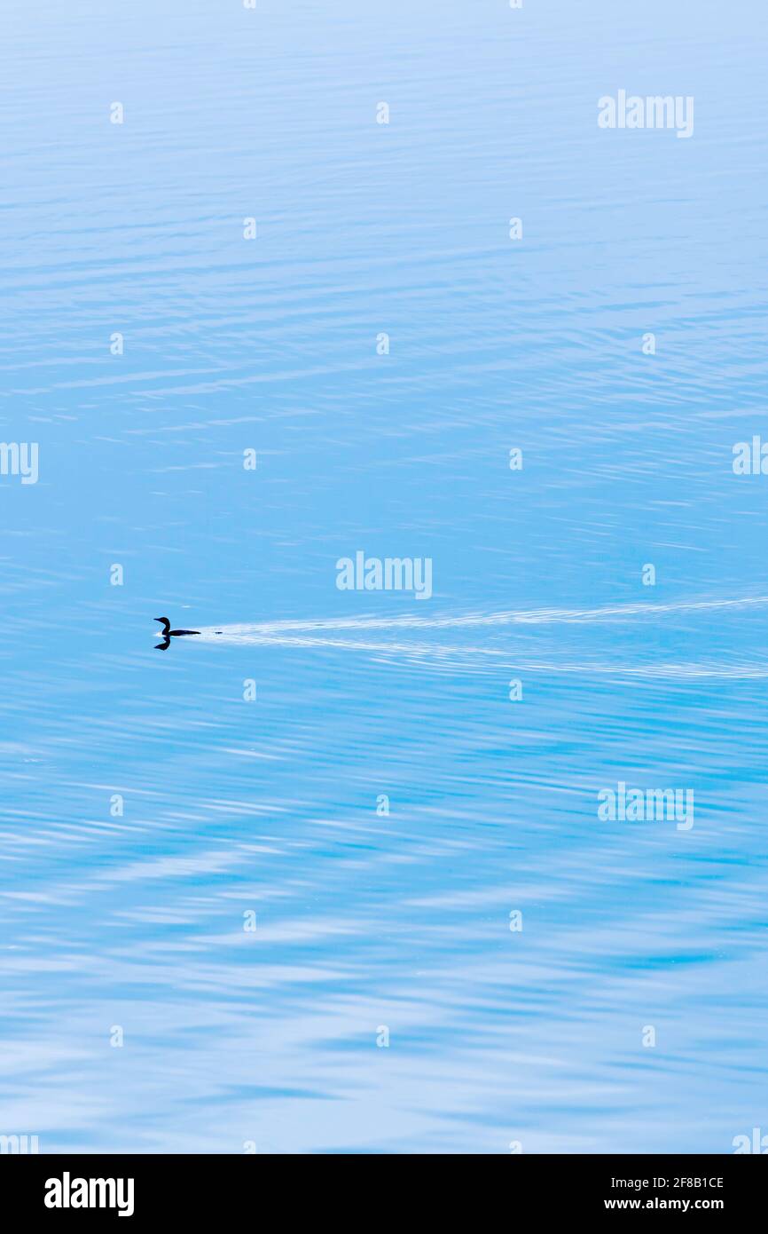 Ein kleiner Kormoran, der am Wintermorgen im blauen See schwimmt, ein ruhiger tropischer See mit sanften Wellen. Bang Phra Reservoir, Thailand. Stockfoto