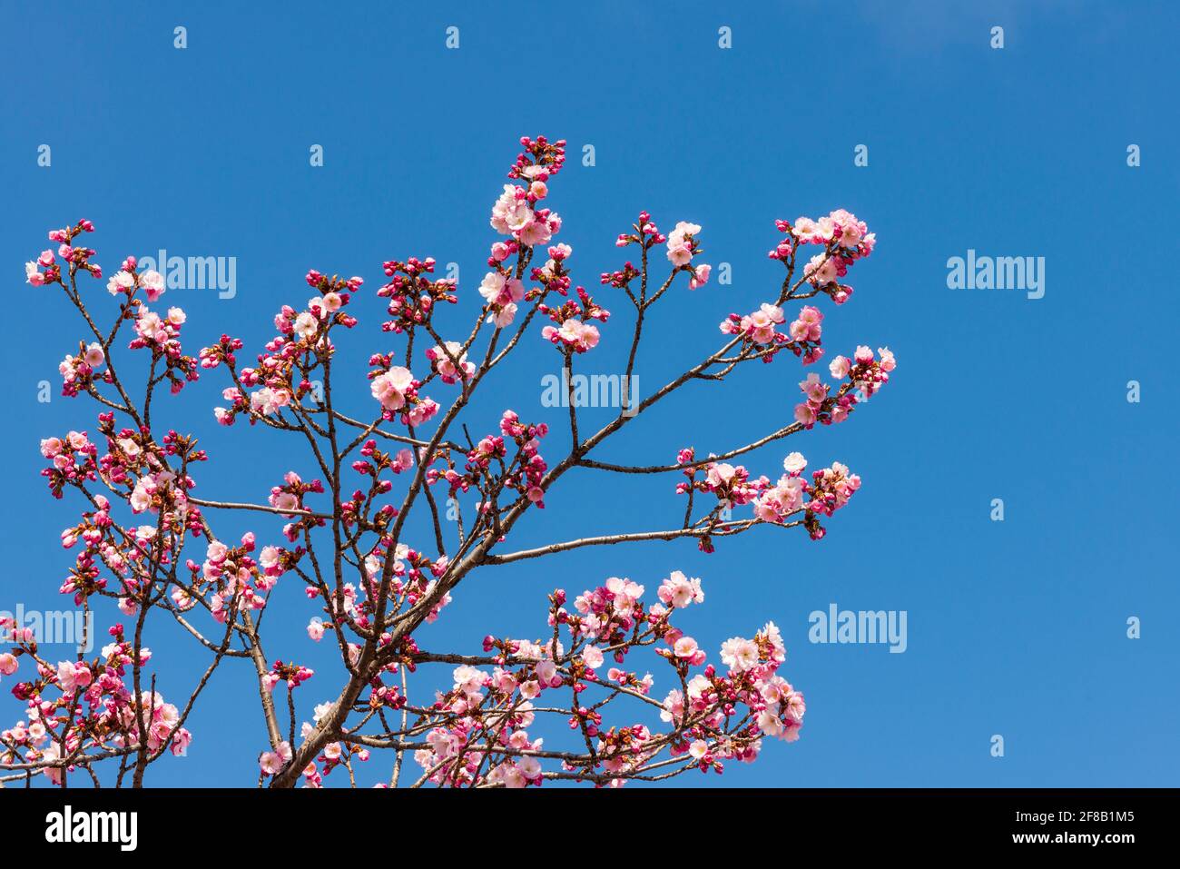 Sakura Kirschblüten oder Prunus × subhirtella Omoigawa Blüte Am blauen Himmel Stockfoto