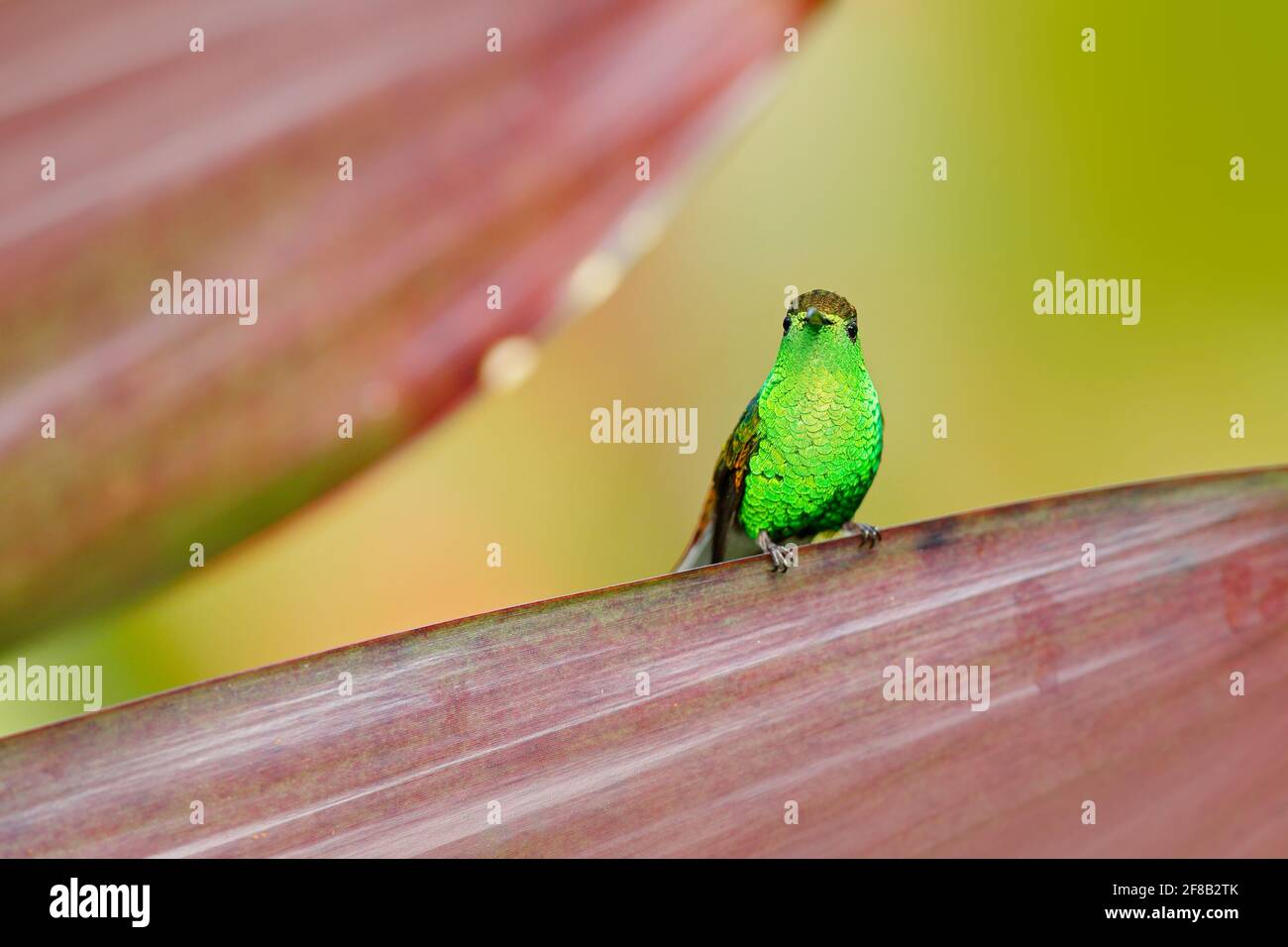 Kupferköpfiger Smaragd, Elvira Cupreiceps, schöner Kolibri aus La Paz Cordillera de Talamanca, Costa Rica. Szene im tropischen Wald, Tier in Stockfoto