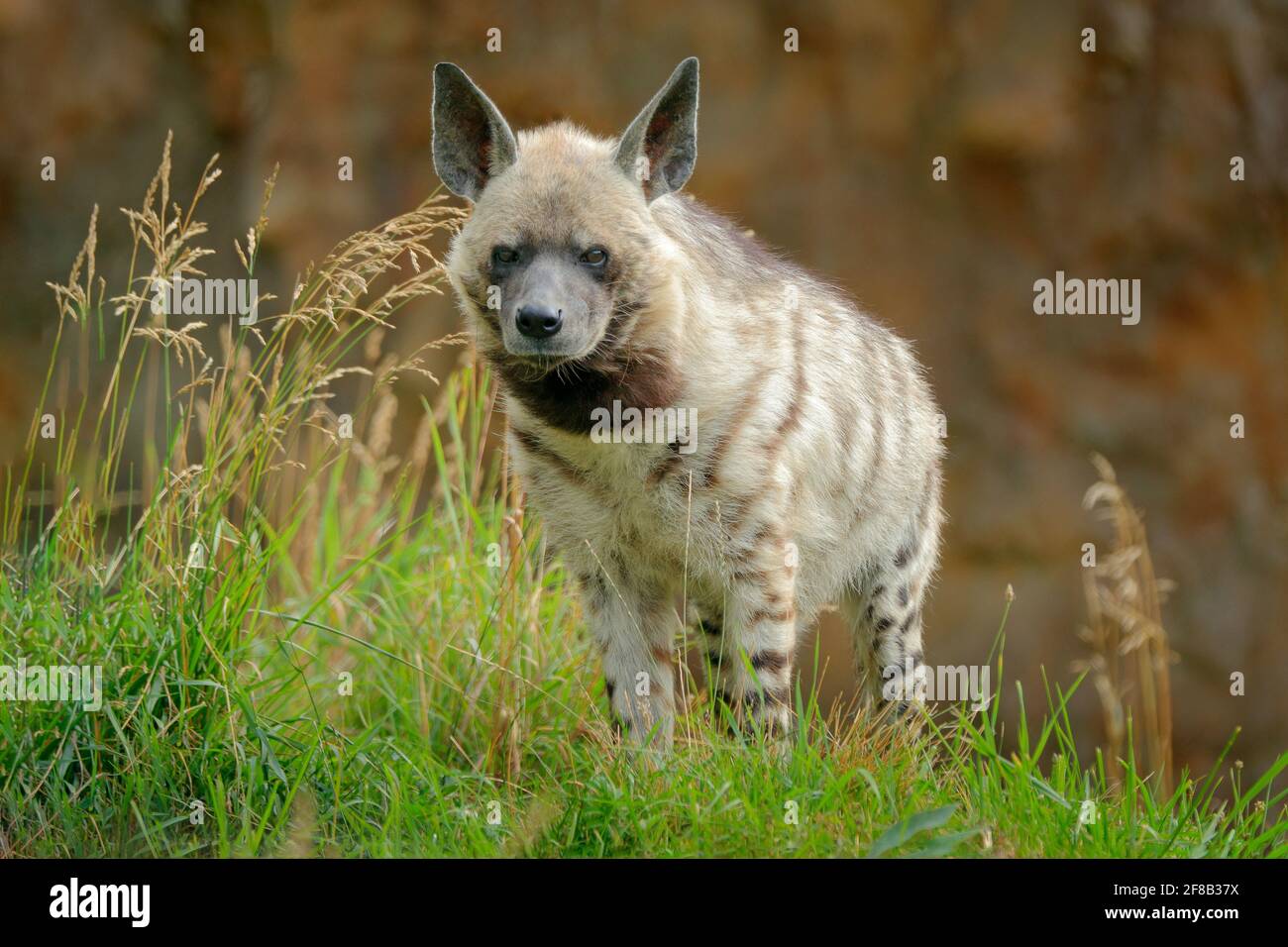 Gestreifte Hyäne, Hyäne, aus Nord- und Ostafrika. Tier in der Natur Lebensraum. Hyäne im Gras, Kenia, Afrika. Stockfoto