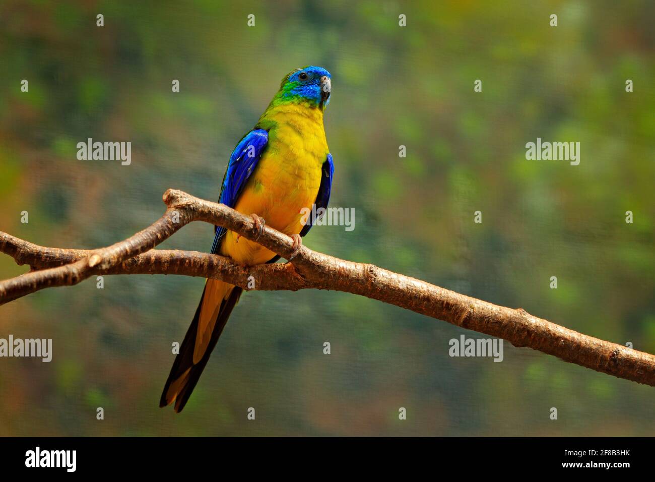 Türkisfarbener Papagei, Neophema pulchella, schöner blauer Vogel aus Ostaustralien. Papagei in der Natur Lebensraum, sitzt auf dem Ast. Wildtierszene Stockfoto