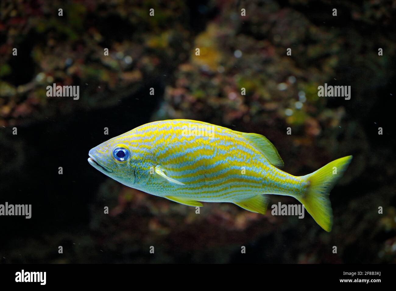 Haemulon flavolineatum, französisches Korallenriff aus South Carolina und Bermuda, das im westlichen Atlantischen Ozean beheimatet ist. Blaues Wasser Stockfoto