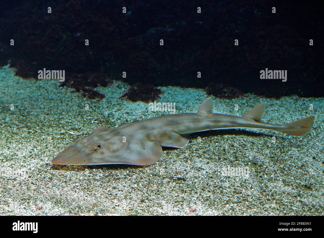 Schaufelnase guitarfish, Rhinobatos productus, ray in der Familie Rhinobatidae, im Meerwasser Lebensraum. Grauer Fisch im Ozeam. Thailändische Sprache allgemein n Stockfoto