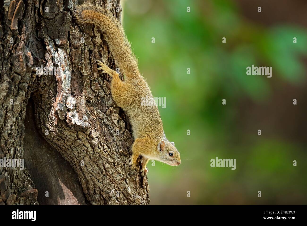 Baumhörnchen, Paraxerus cepapi chobiensis, Detail eines exotischen afrikanischen Kleinsäugers auf dem Baum. Okavango-Delta, Botswana, Afrika. Wildtiere Natur. Stockfoto