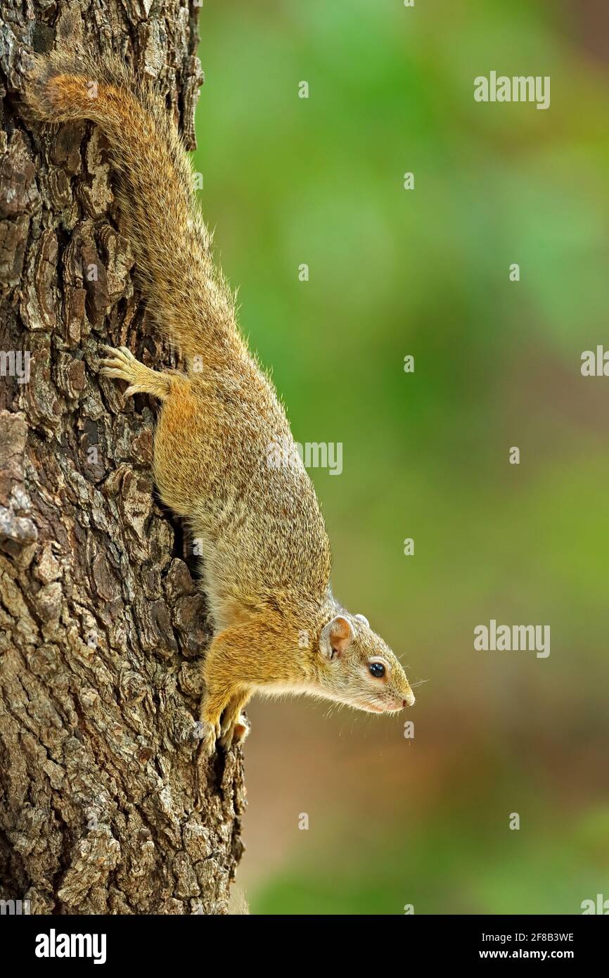 Baumhörnchen, Paraxerus cepapi chobiensis, Detail eines exotischen afrikanischen Kleinsäugers auf dem Baum. Okavango-Delta, Botswana, Afrika. Stockfoto